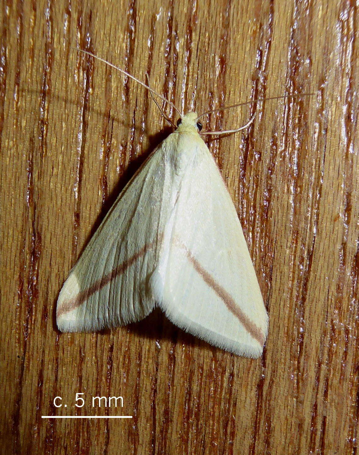 Слика од Rhodometra sacraria Linnaeus 1767