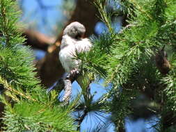 Carduelis carduelis caniceps Vigors 1831的圖片