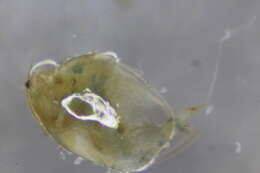 Image of Eurycercidae