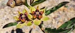 Image of Pachycarpus concolor E. Mey.