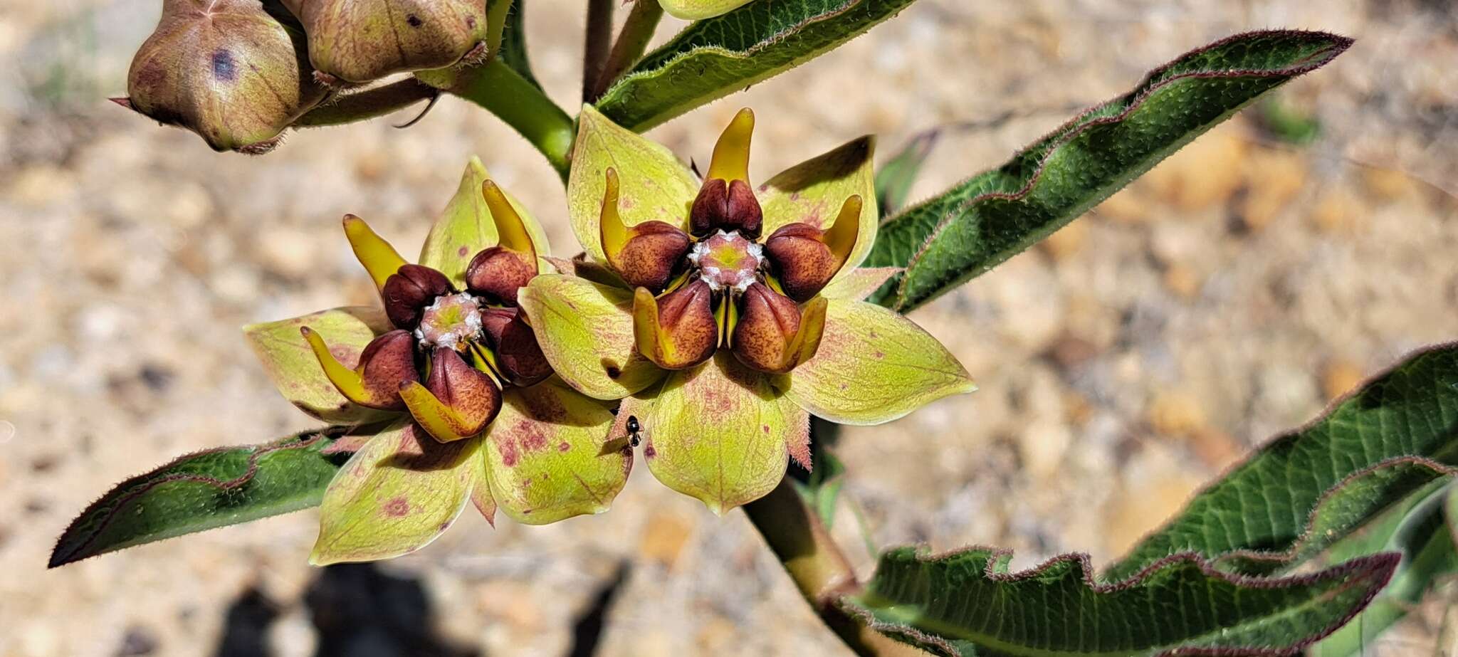 Image of Pachycarpus concolor E. Mey.