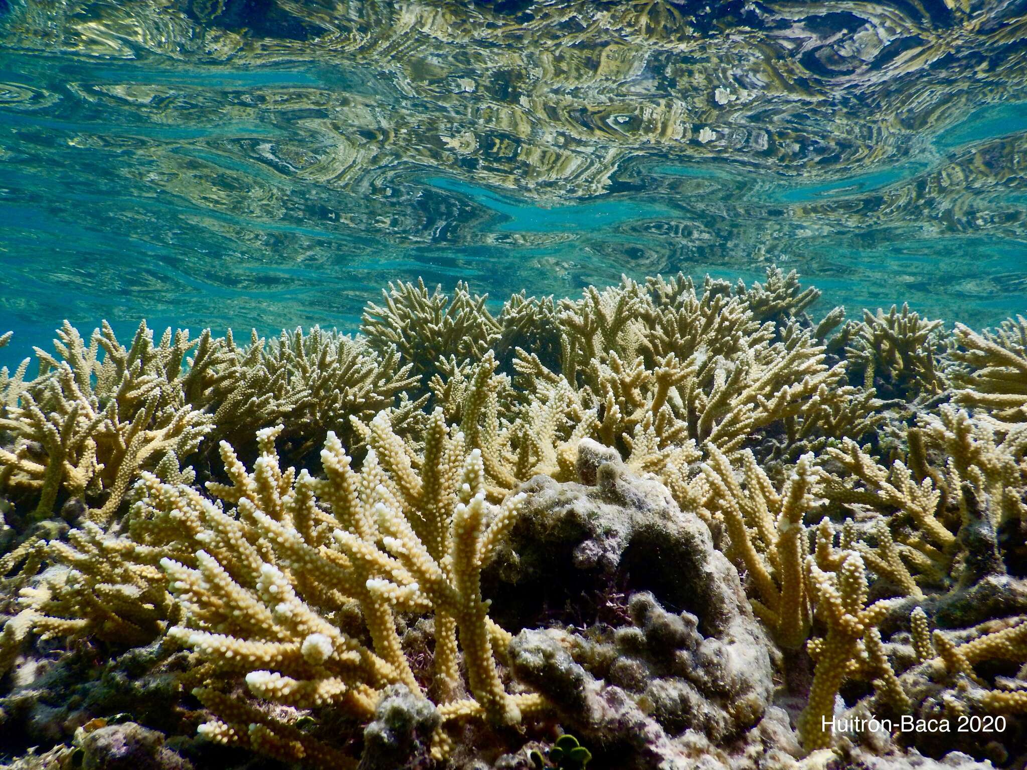 Image of Staghorn Coral