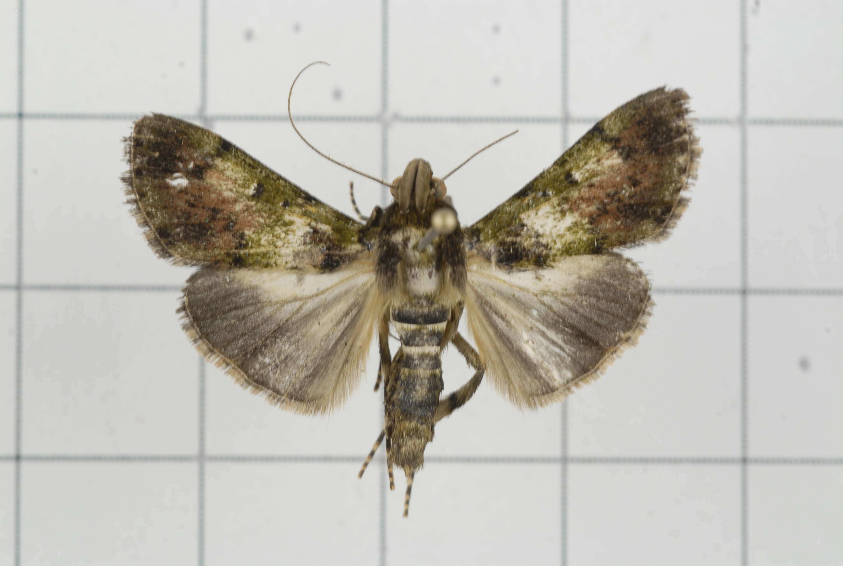 Image of Teliphasa nubilosa Moore