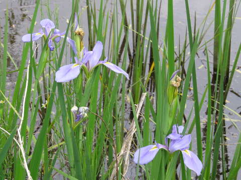 Image of Dixie iris