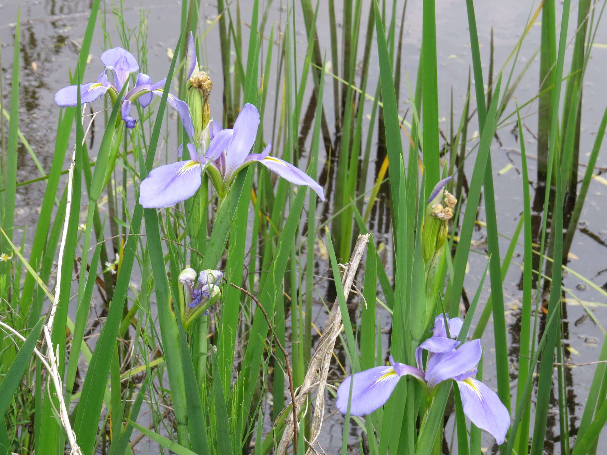 Sivun Iris hexagona Walter kuva