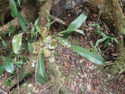 Sivun Bulbophyllum occlusum Ridl. kuva