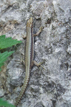 Image of Horvath's rock lizard