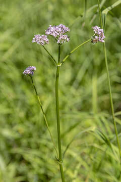 Imagem de <i>Valeriana transjenisensis</i>