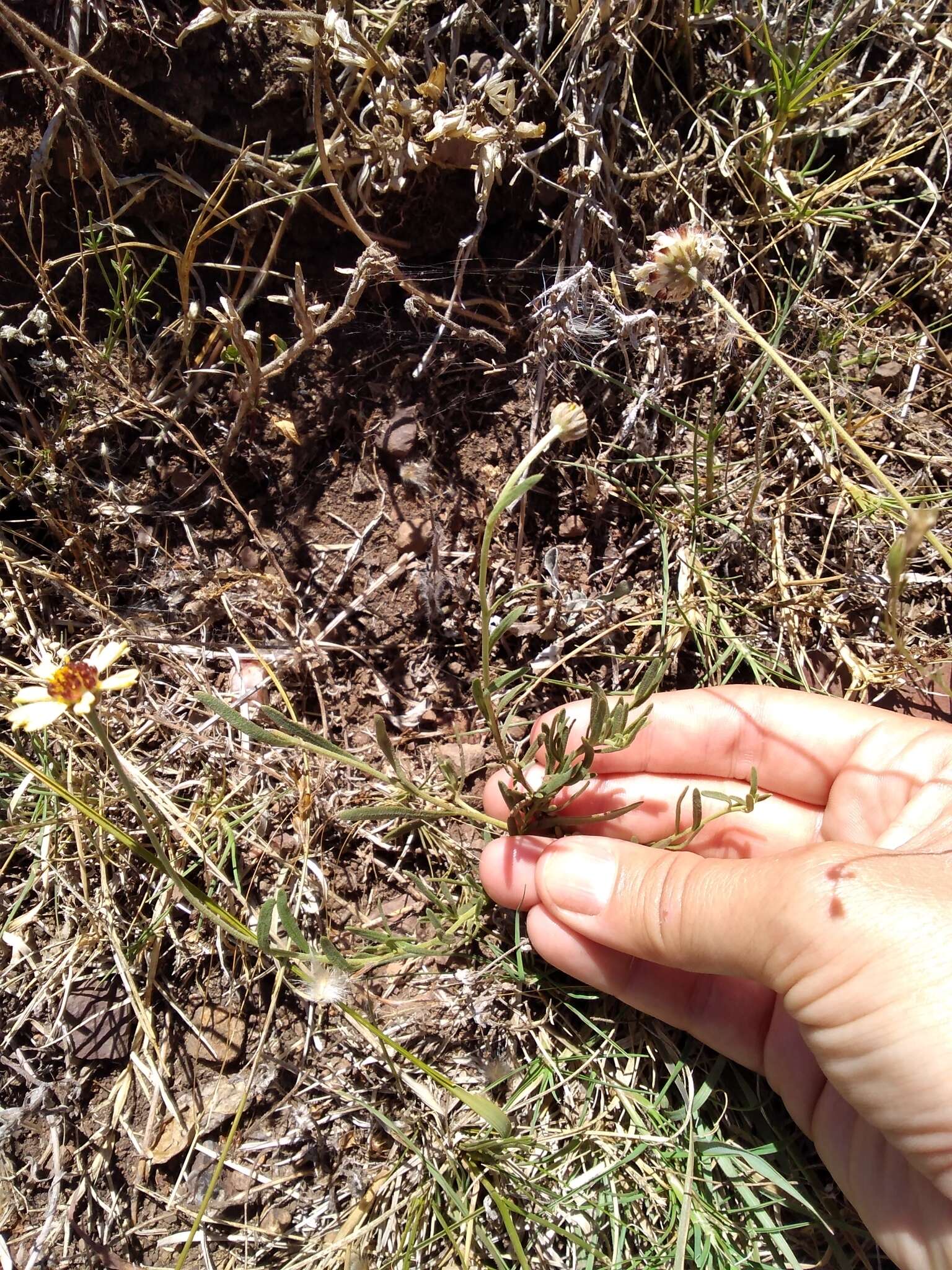 Image de Helenium radiatum (Less.) M. W. Bierner