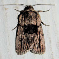 Image of <i>Sympistis infixa</i>