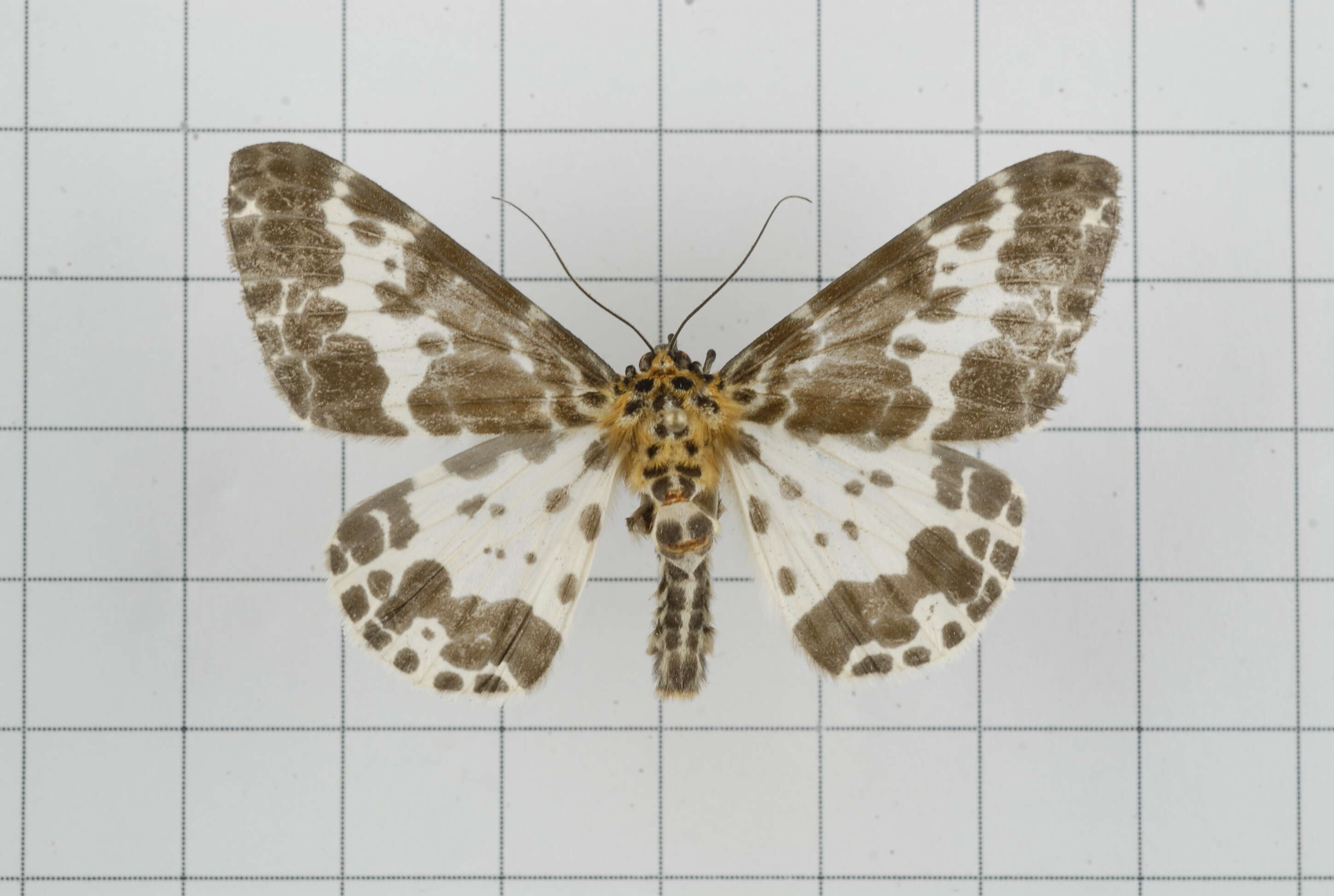 Image of Dilophodes baria