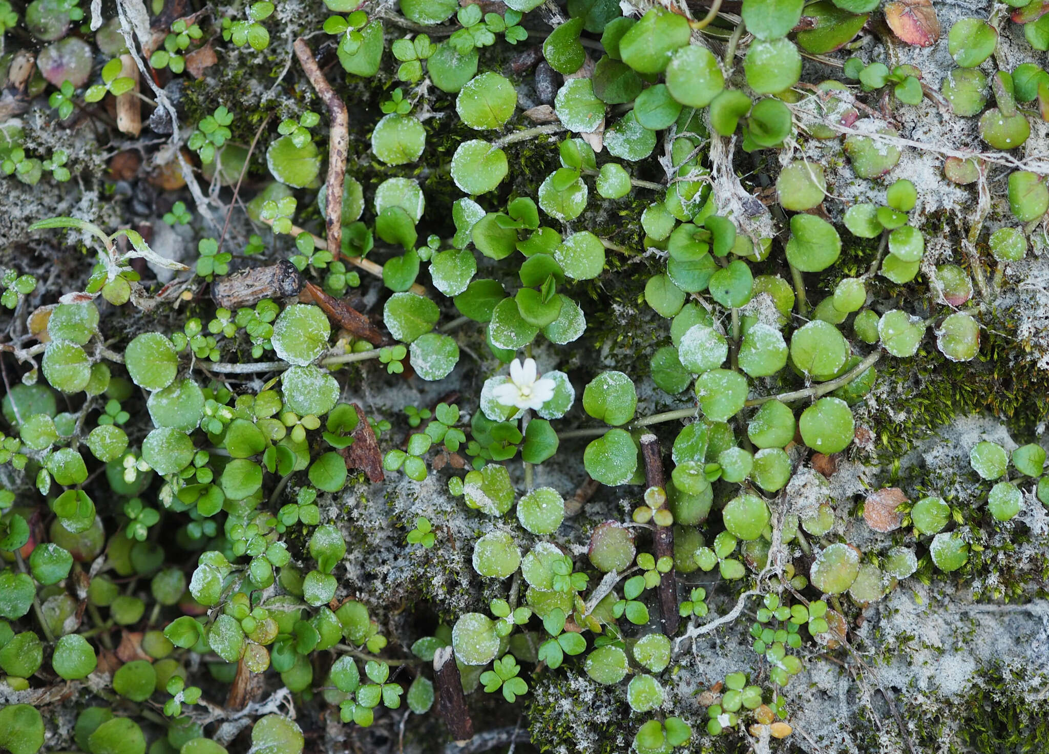 Imagem de Epilobium nummularifolium R. Cunn. ex A. Cunn.