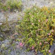 Image of Grevillea lavandulacea subsp. lavandulacea