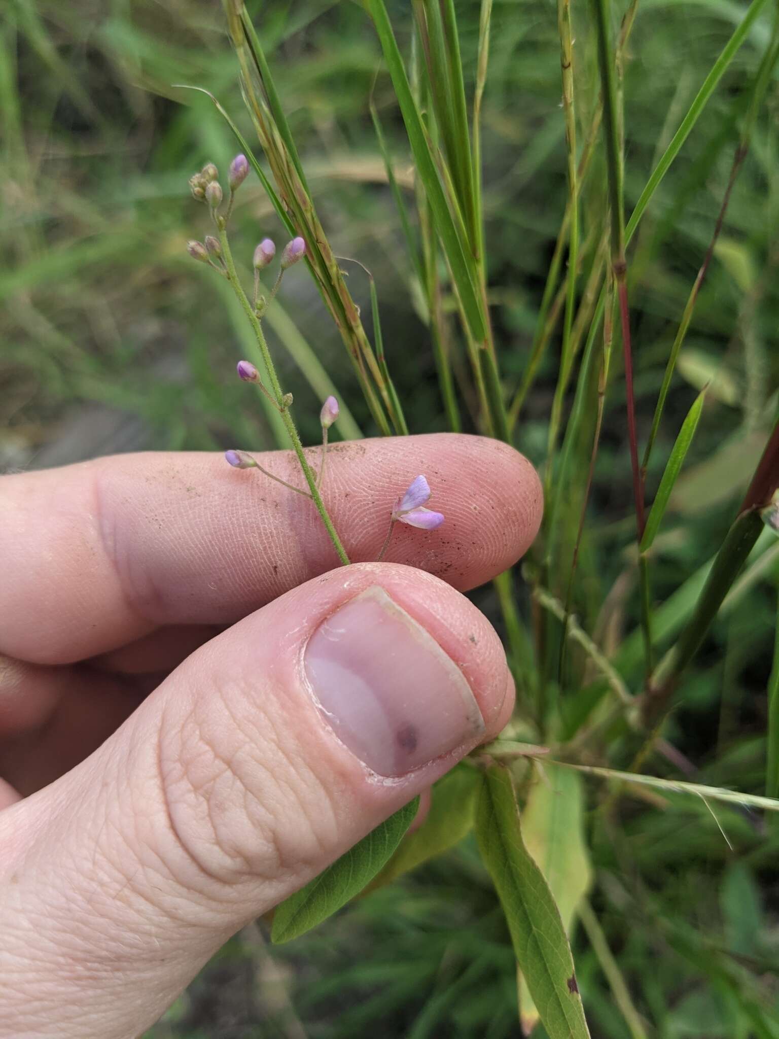 Imagem de Desmodium psilophyllum Schltdl.