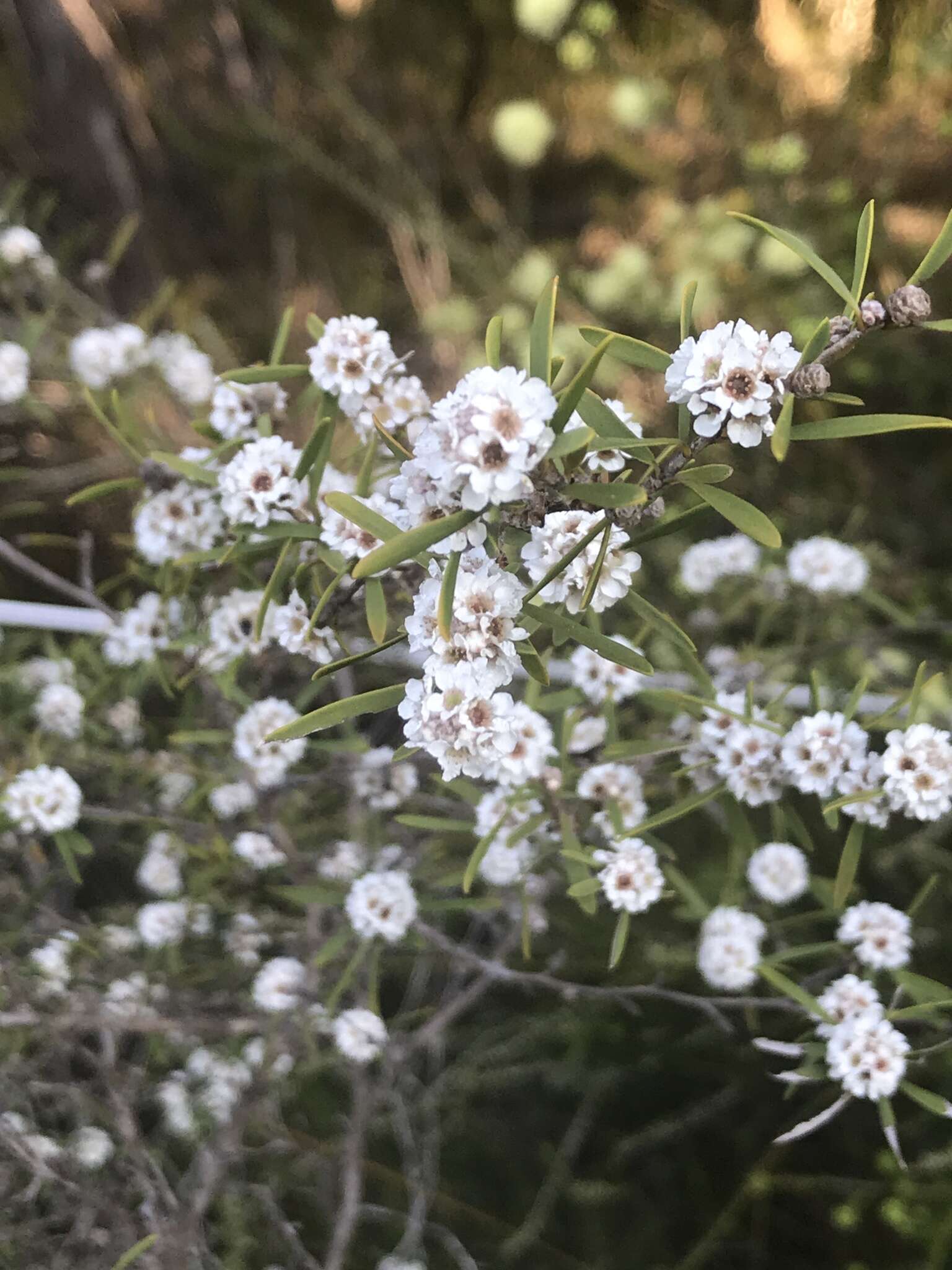 Image of Taxandria linearifolia (DC.) J. R. Wheeler & N. G. Marchant