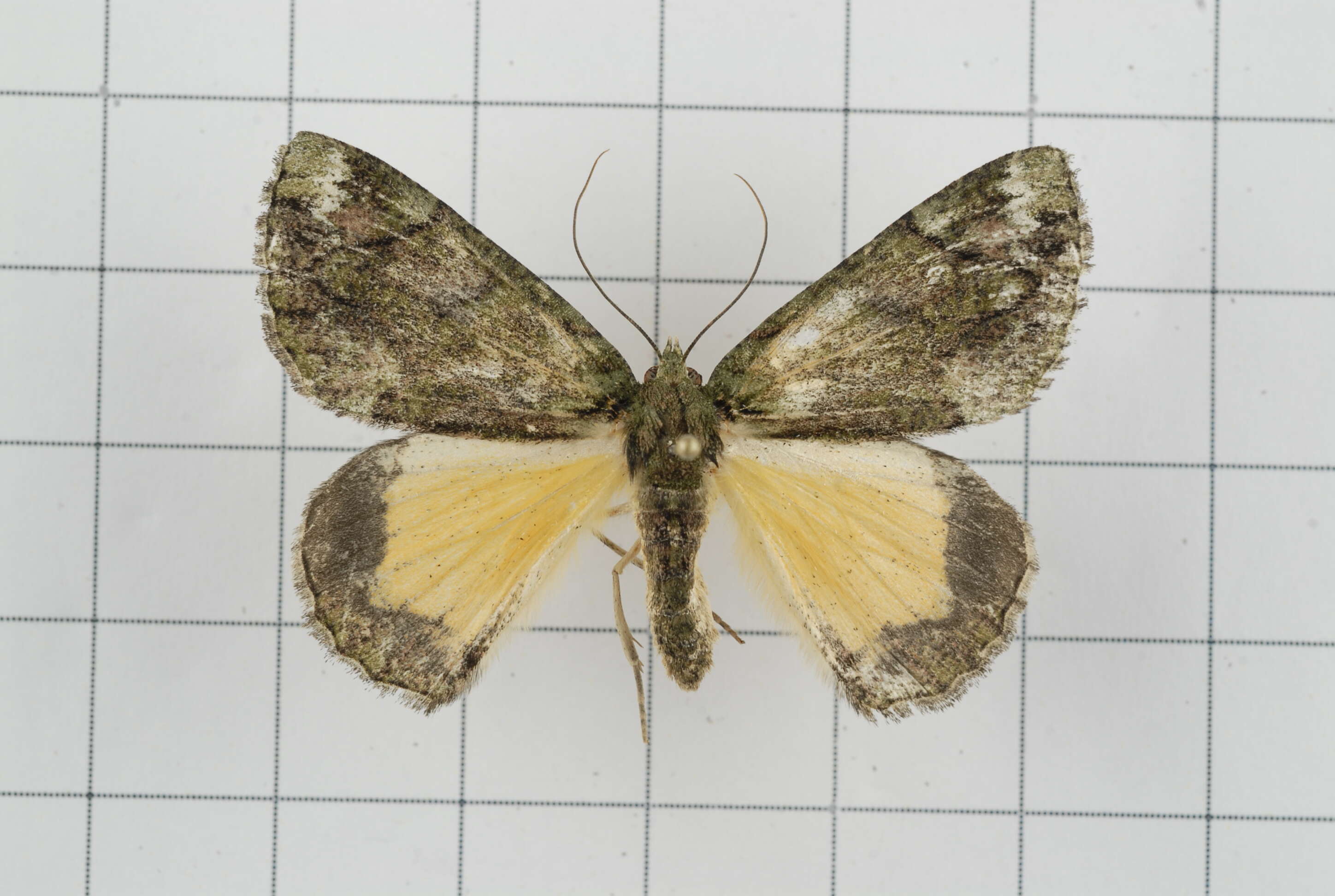 Image de Dindica polyphaenaria Guenée 1857