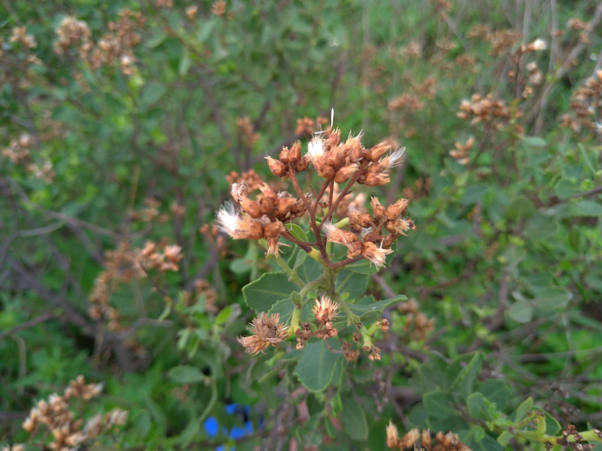 Image de Pluchea indica (L.) Less.