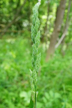 Image of Ascherson's orchardgrass