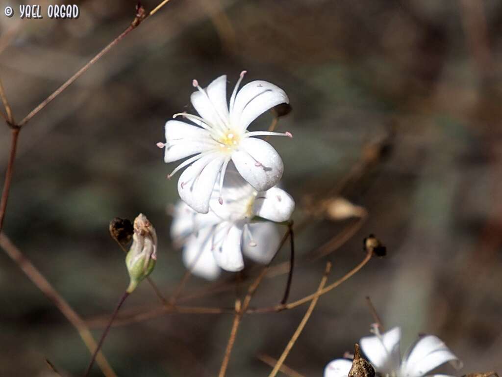 Слика од Gypsophila capillaris (Forsk.) C. Chr.