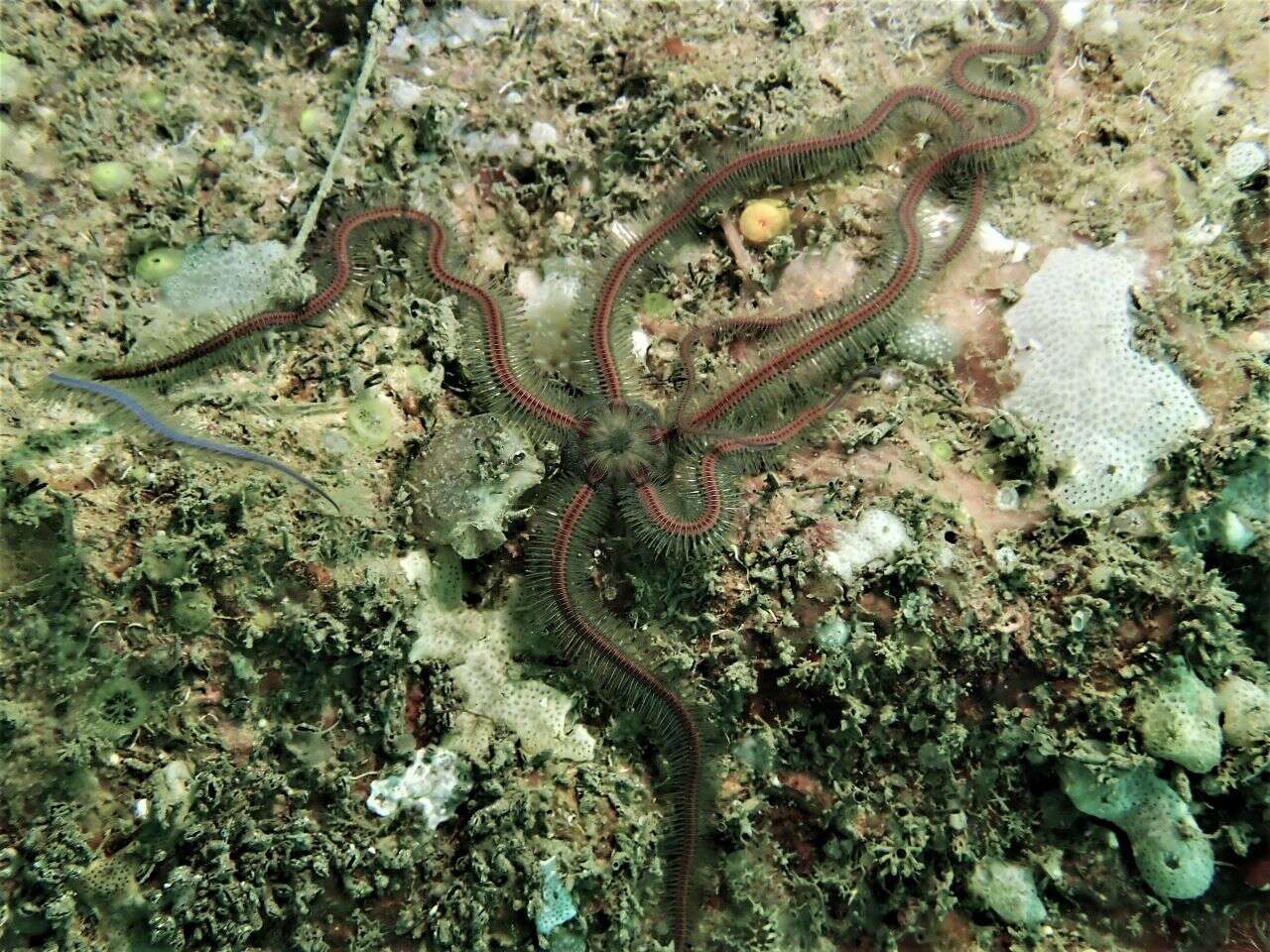 Image of purple-banded brittle star