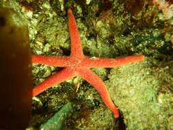 Image of Pacific blood star