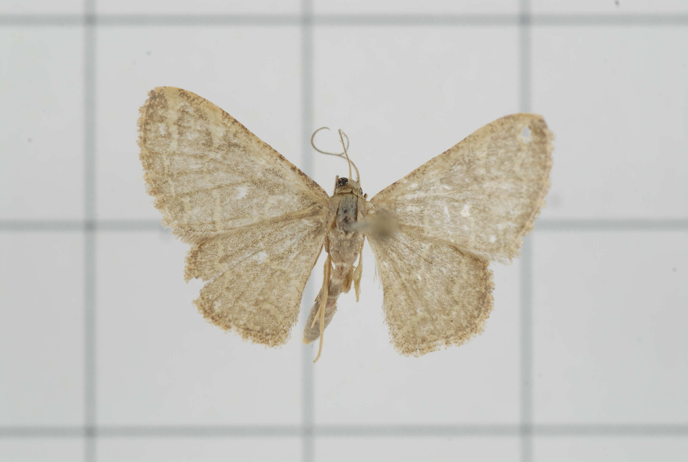 Image of Idaea costiguttata Warren 1896