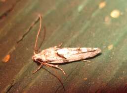 Image of Stripe-backed Moth