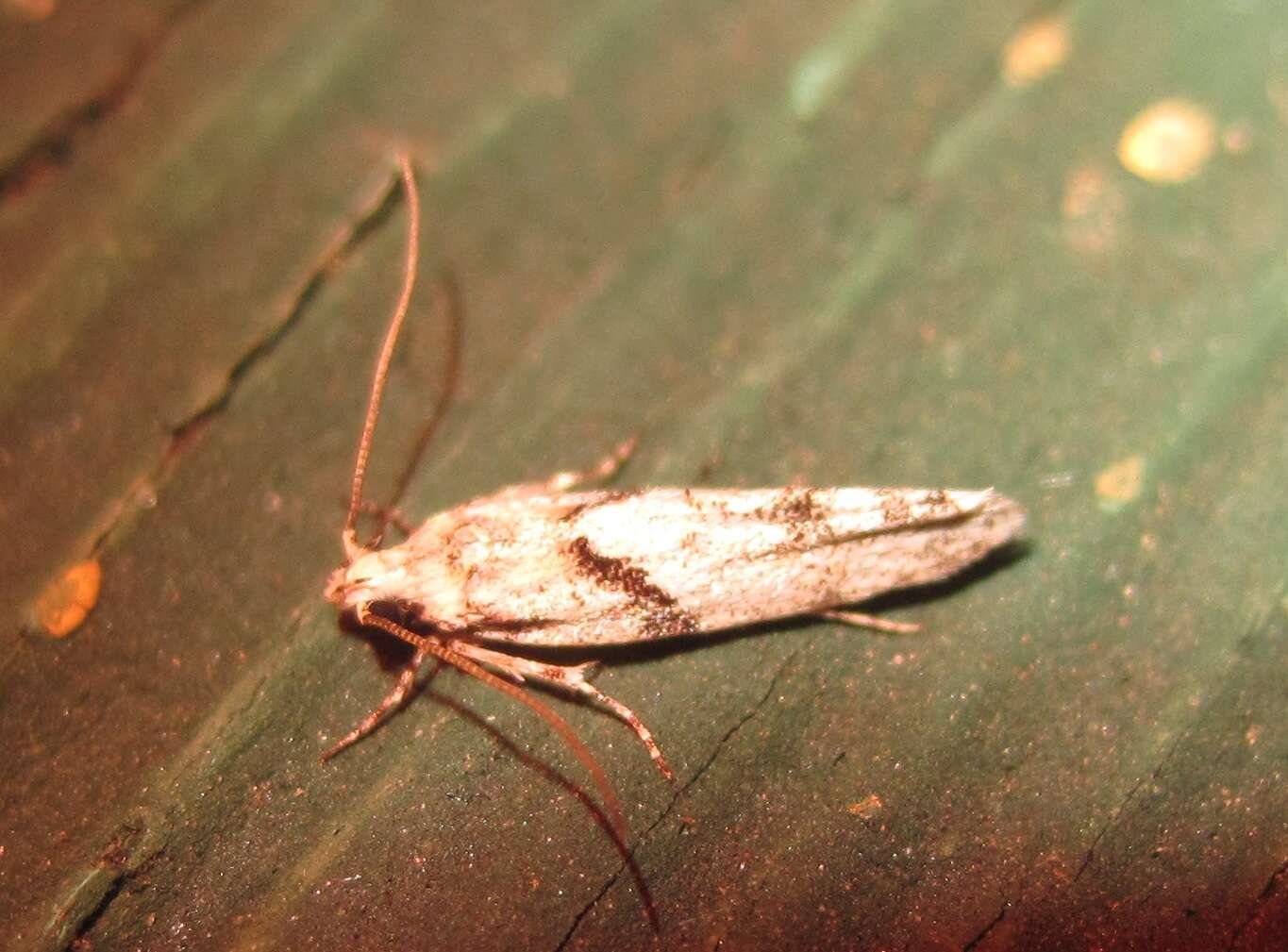 Image of Stripe-backed Moth