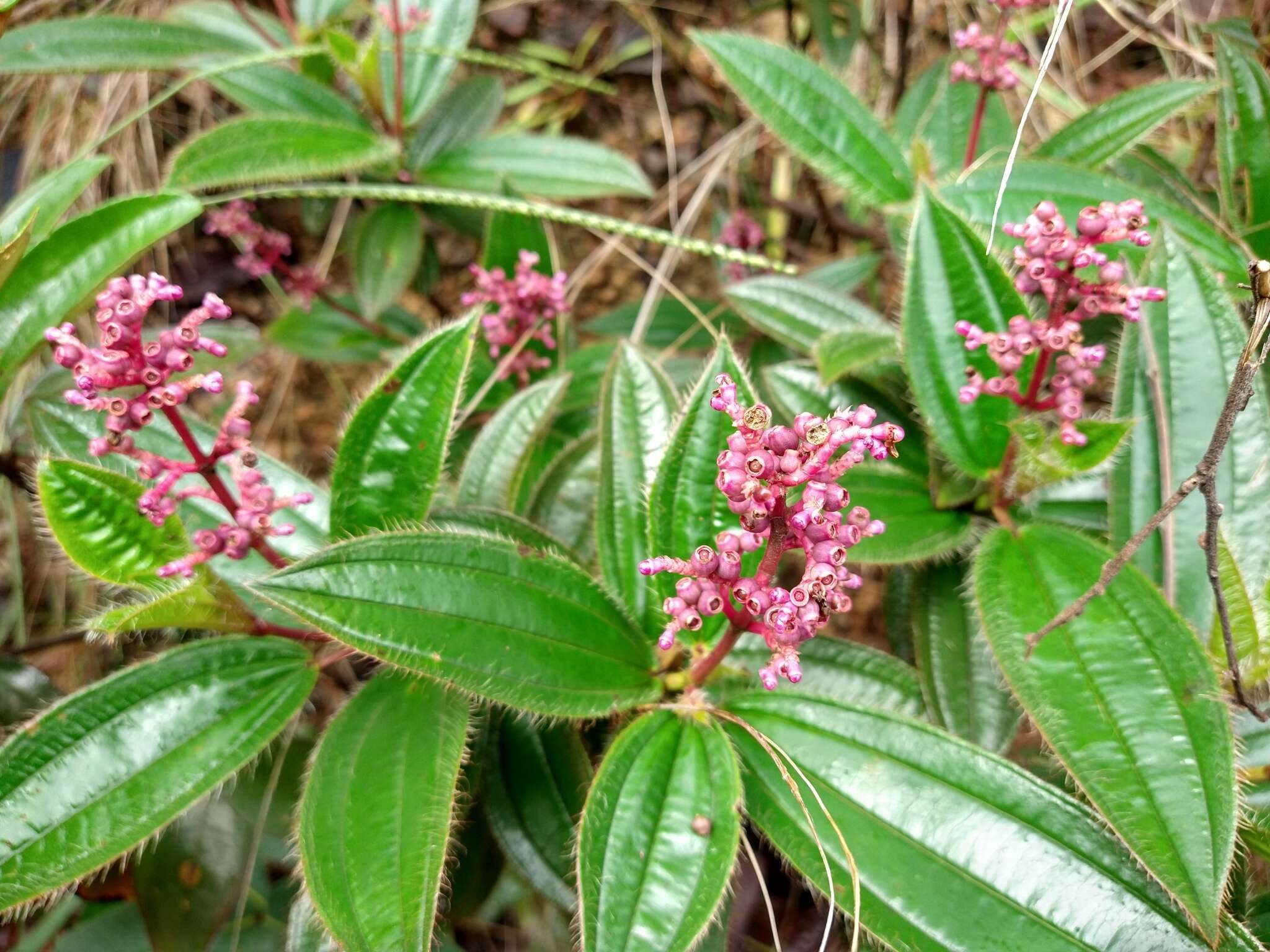 Image of Miconia ciliata (L. Rich.) DC.