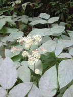 Image of California spikenard