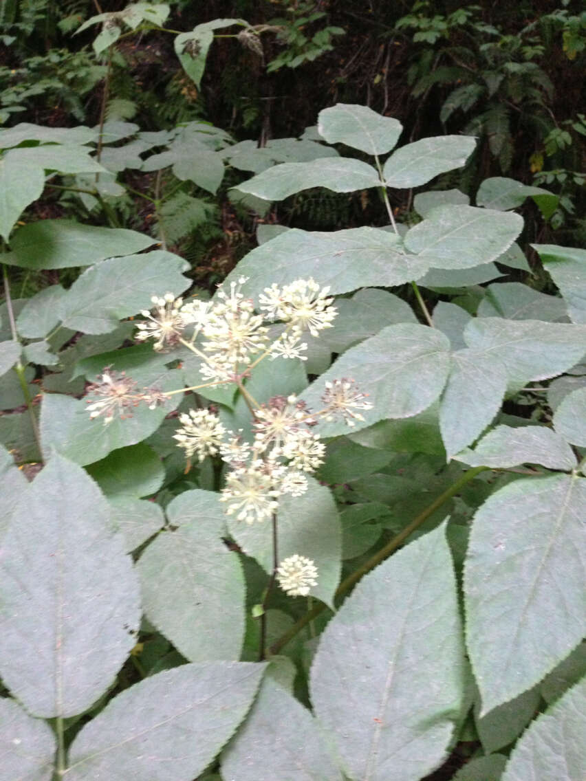 Image of California spikenard