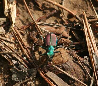 Imagem de Cicindela (Cicindela) splendida Hentz 1830