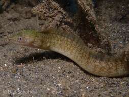 Image of Little moray