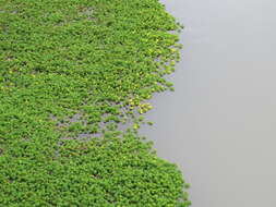 Image of parrot feather watermilfoil