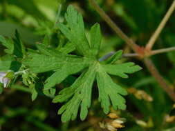 Geranium carolinianum L. resmi