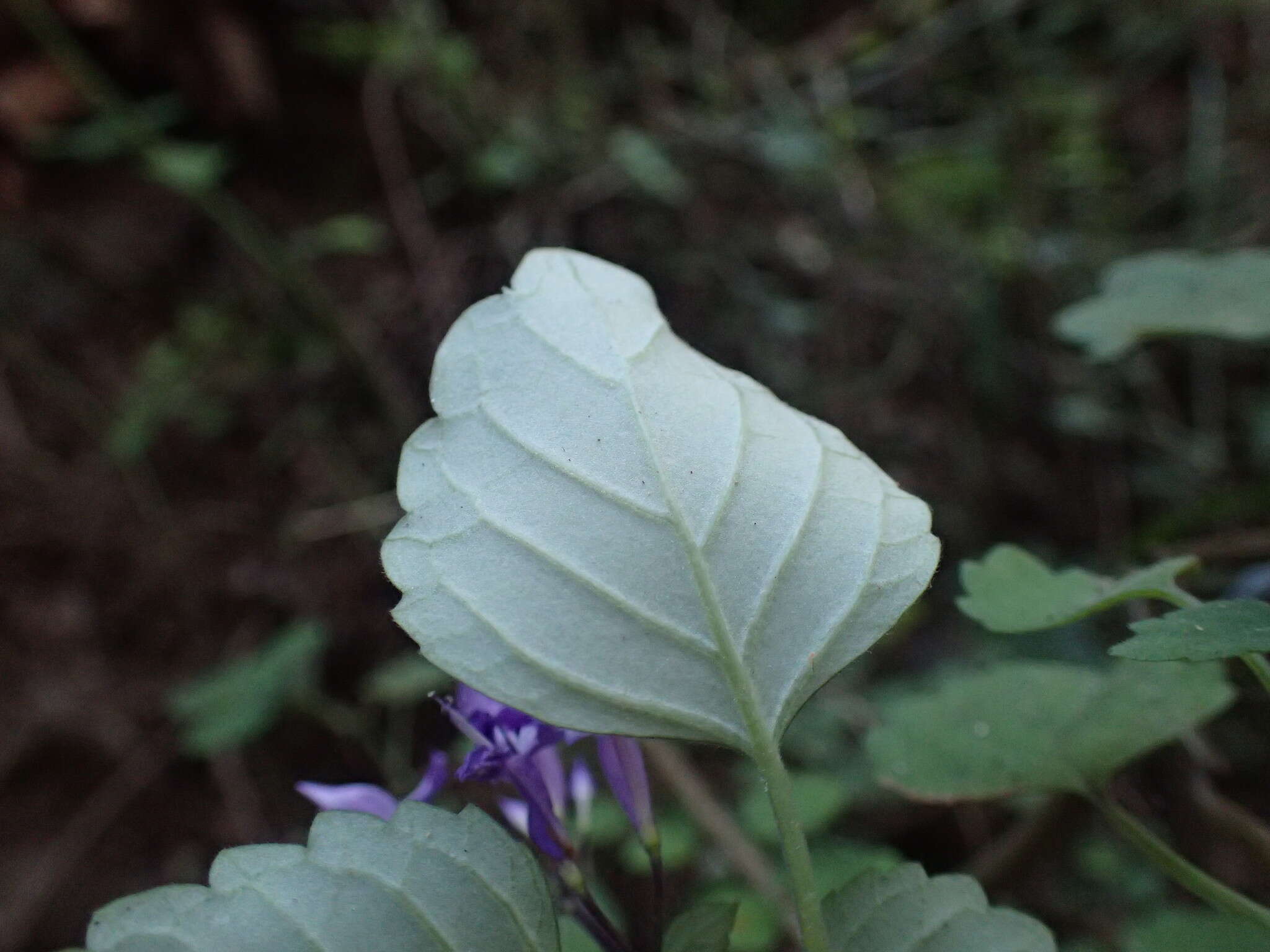 Image de Plectranthus saccatus subsp. saccatus