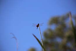 Image of Tramea eurybia Selys 1878