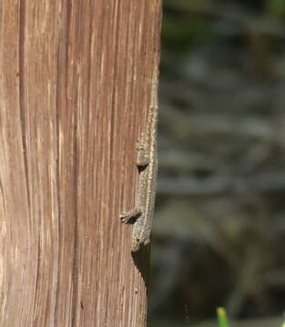 Image of Bradfield's Dwarf Gecko