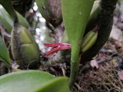 Image of Snake's head restrepiella