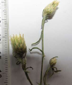 Слика од Centaurea borysthenica Gruner