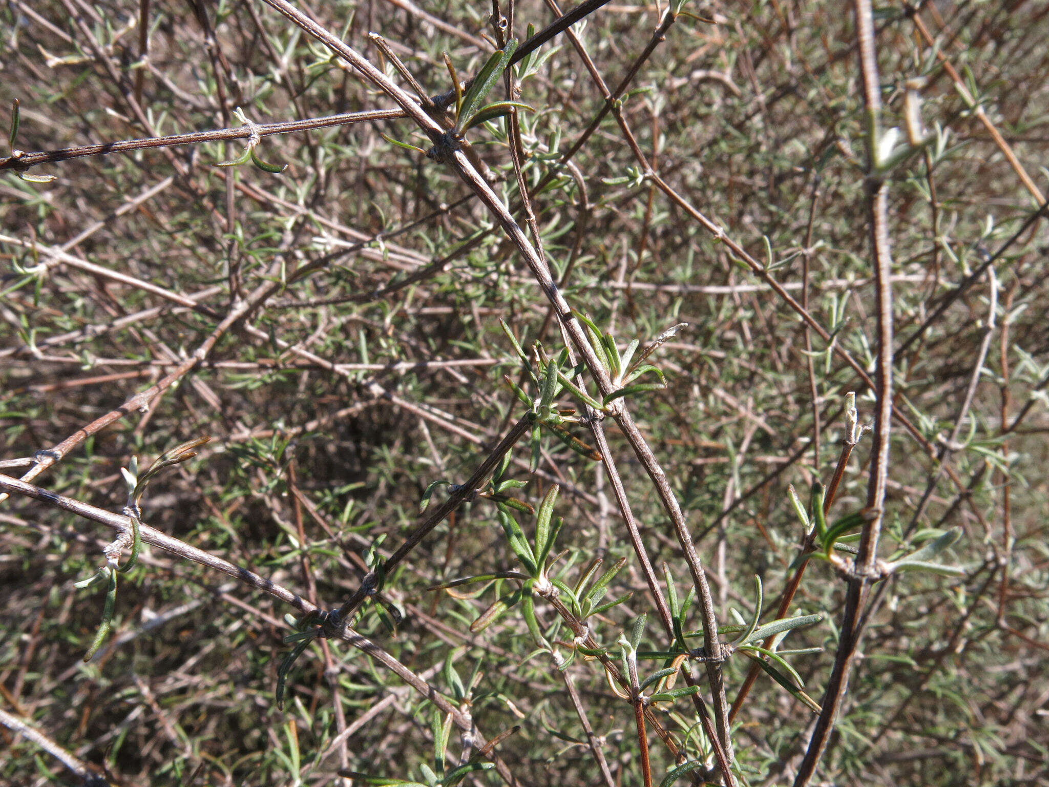 Image of Olearia virgata var. lineata Kirk