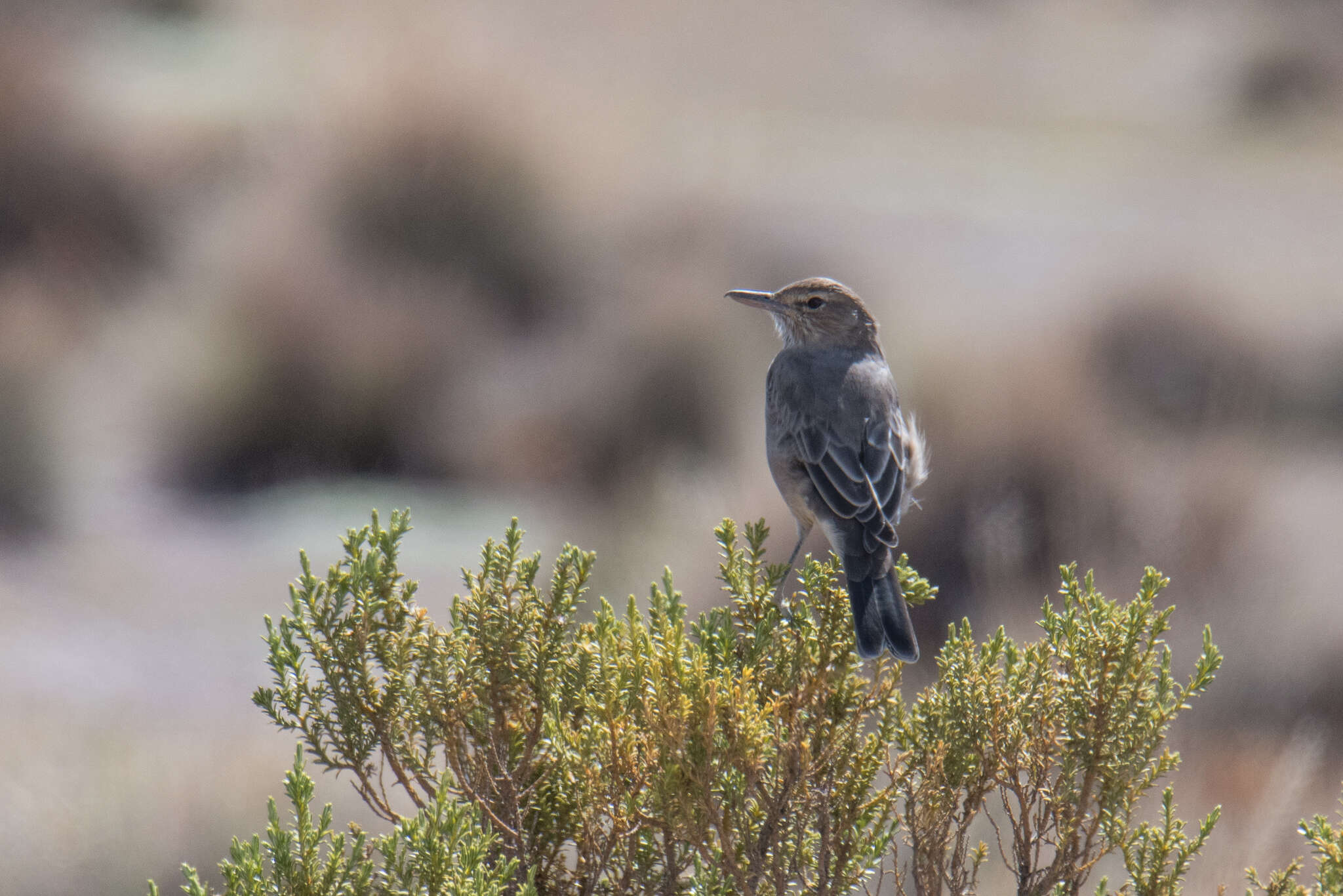 Image of Gray-bellied Shrike-Tyrant