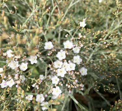 Imagem de Limonium brasiliense (Boiss.) O. Kuntze