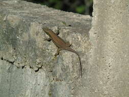 Image of Blue-throated Keeled Lizard