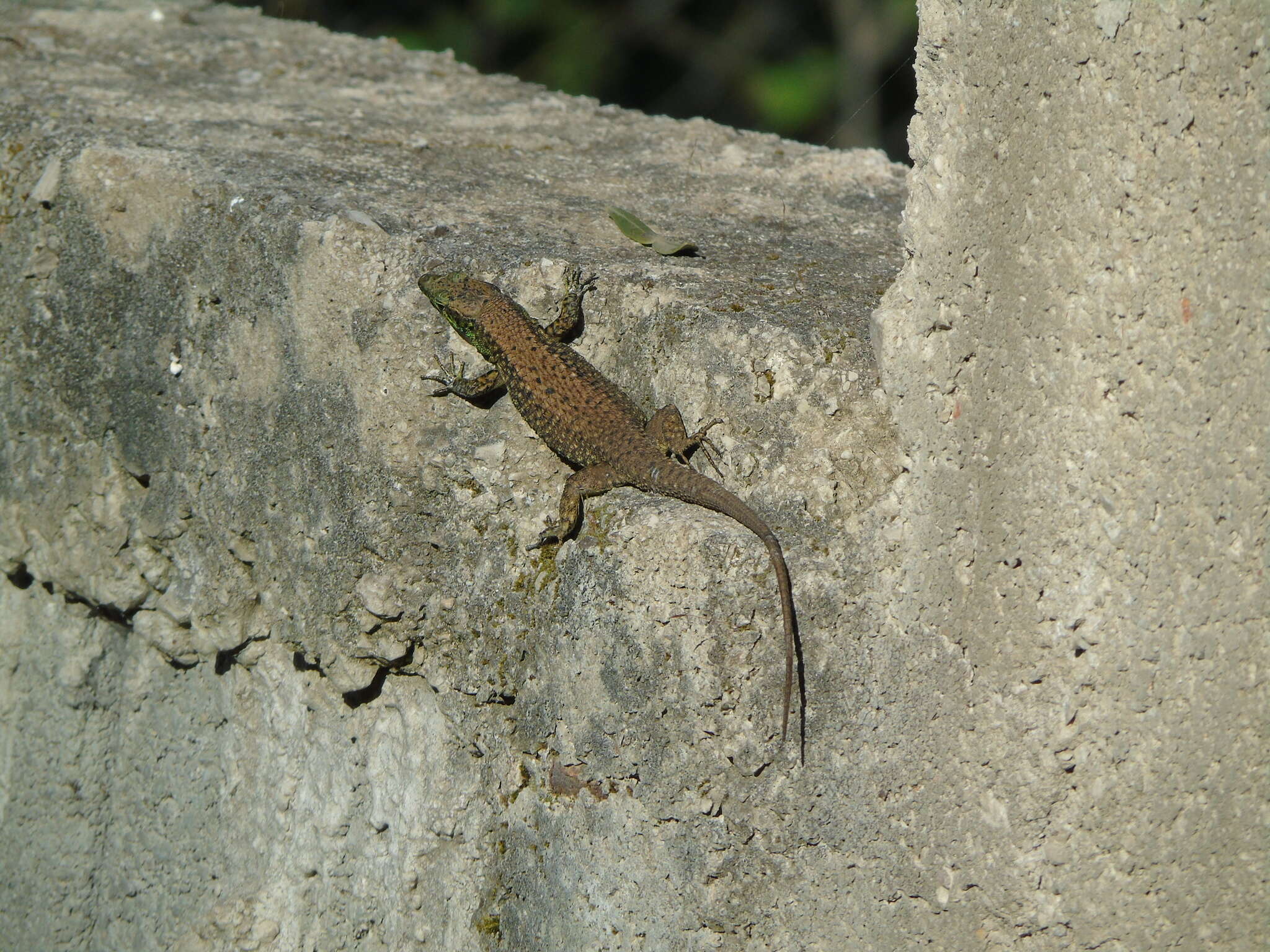 Image of Blue-throated Keeled Lizard