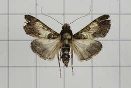 Image of Teliphasa nubilosa Moore