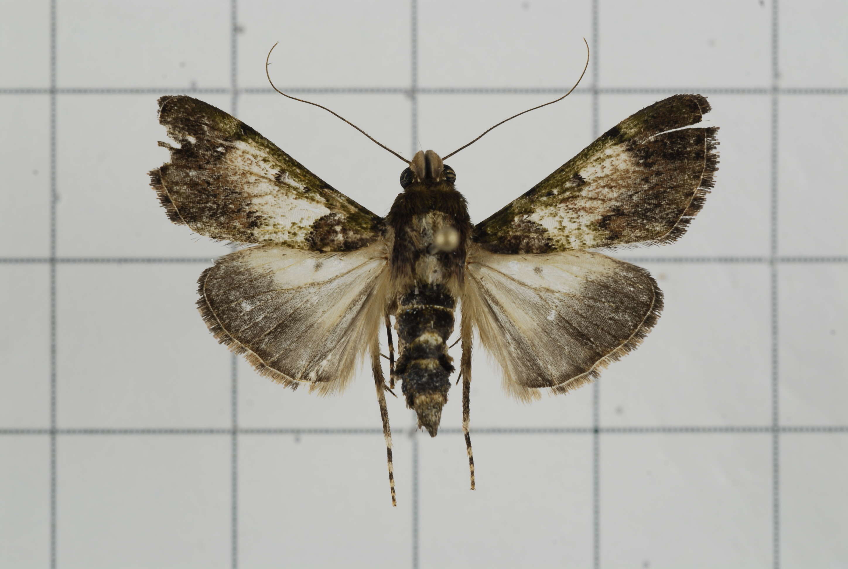 Image of Teliphasa nubilosa Moore