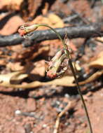 Image of Tulbaghia acutiloba Harv.