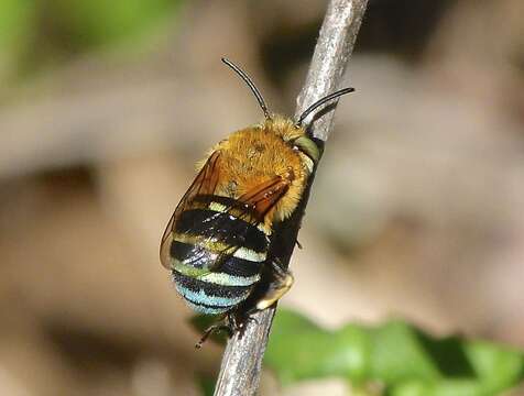 Image of Australian Banded-Digger