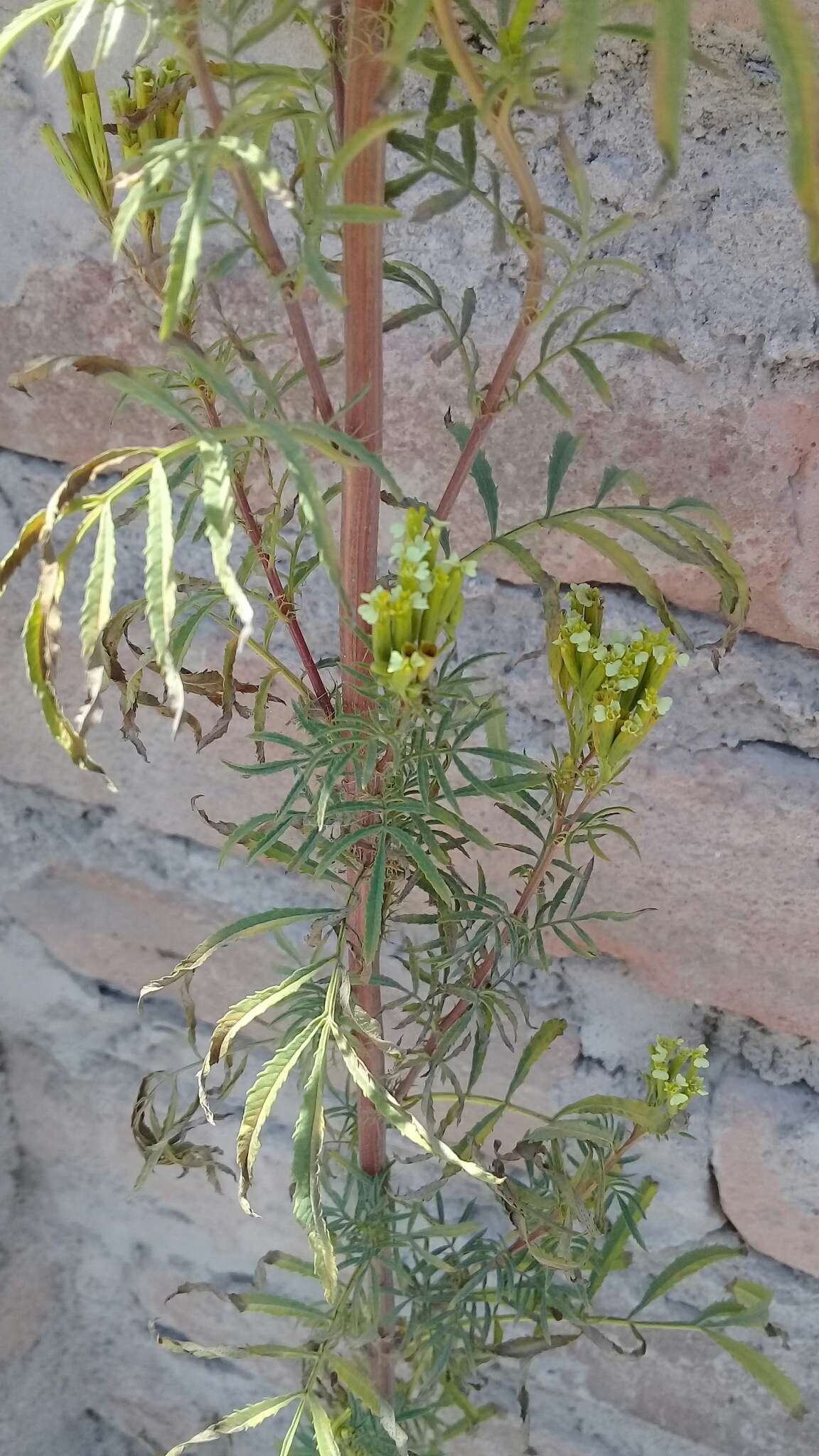 Image of Tagetes terniflora Kunth